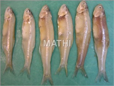 Anchovies