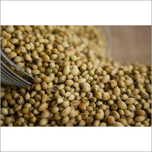 Coriander Seeds