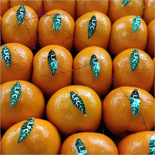 Fresh Orange - Whole, Sweet Taste, Common Cultivation | Juicy Oranges Packed With Antioxidants, Aiding Radiant Skin And Nutrient Benefits