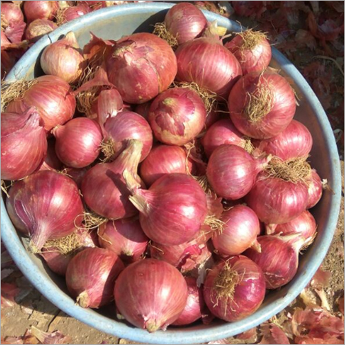 Fresh Red Onion - Raw, Shelf Life: 20 Days | High In Vitamin C, Potassium, And Beneficial Compounds, Premium Quality Packaging