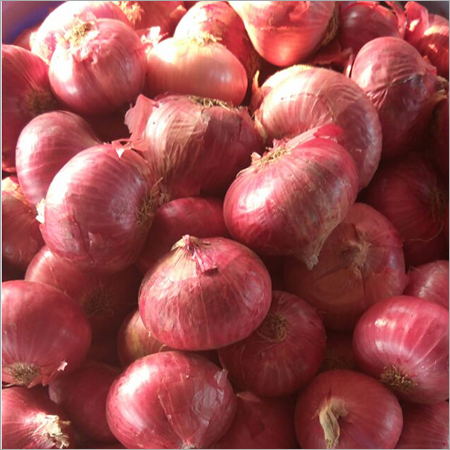 Fresh Red Onion - Raw, Shelf Life: 20 Days | High In Vitamin C, Potassium, And Beneficial Compounds, Premium Quality Packaging