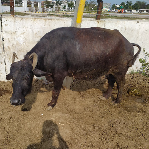 Black Dairy Murrah Buffalo