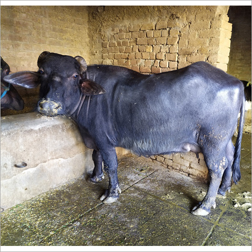 Black Dairy Murrah Buffalo