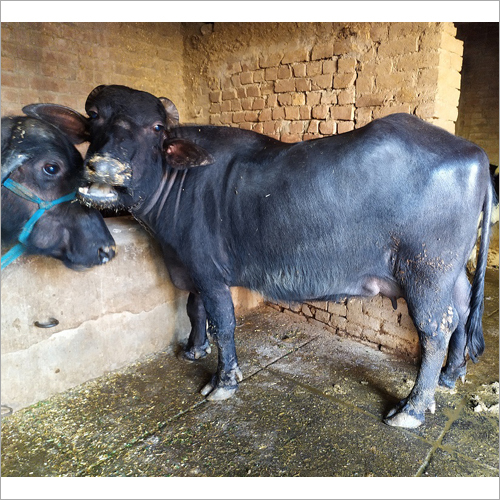 Black Dairy Murrah Buffalo
