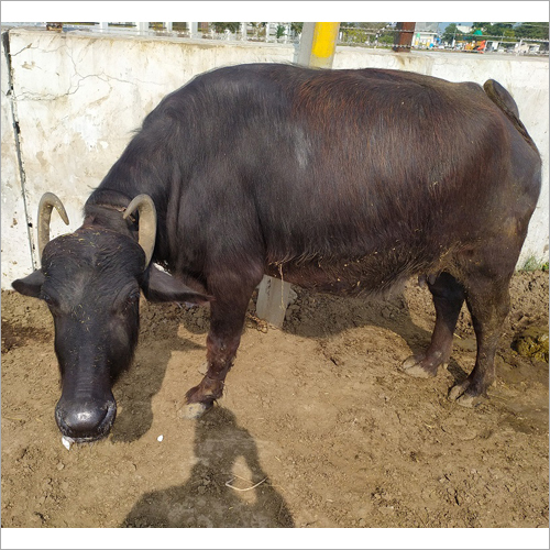 Black Dairy Murrah Buffalo