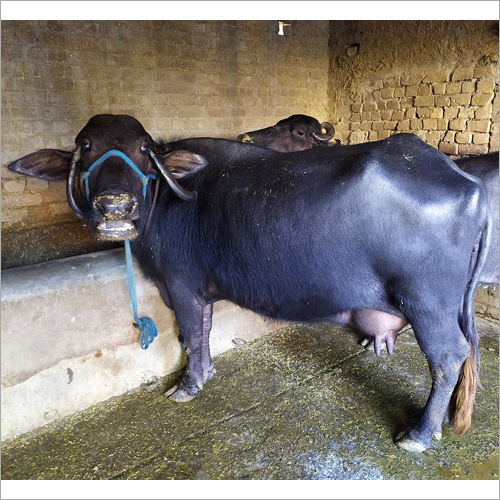 Black Dairy Murrah Buffalo