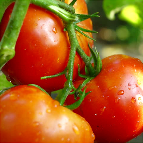 Fresh Tomato