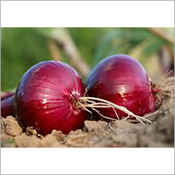 Red Onion