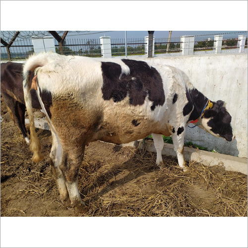 Hf Cow - 800 Pounds, Black And White Coloration, 10-15 Liters Milk Production Daily, Easy To Manage And Handle