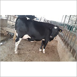 Hf Cow - 800 Pounds, Black And White Coloration, 10-15 Liters Milk Production Daily, Easy To Manage And Handle