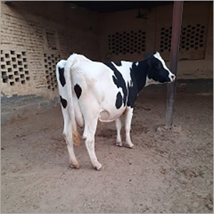 Hf Cow - 800 Pounds, Black And White Coloration, 10-15 Liters Milk Production Daily, Easy To Manage And Handle