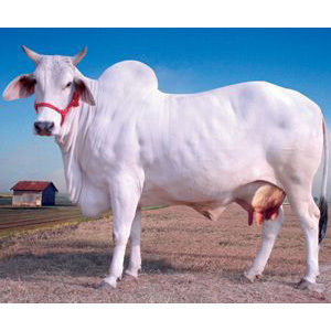 White Desi Cow