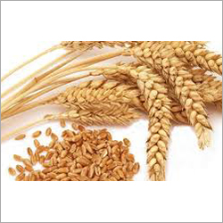 Common Wheat Seed