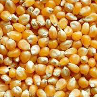 Maize Seed