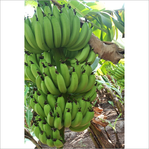 Fresh Banana