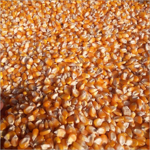 Maize Seed