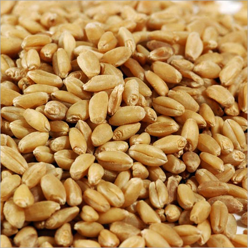 Normal Wheat Grain