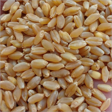 Normal Wheat Grain