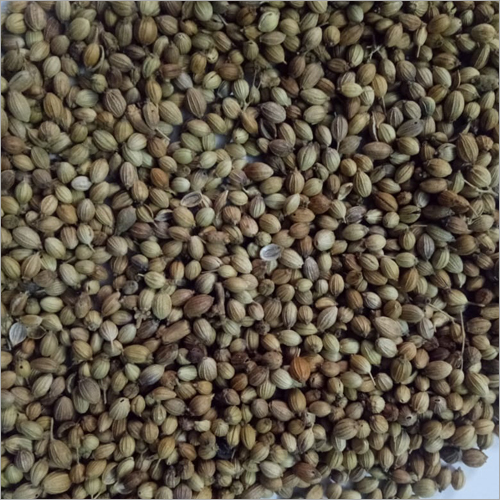 Coriander Seed - Processed And Cleaned For Amazing Taste | High Aroma, Long Shelf Life, Medicinal Properties