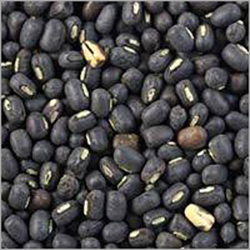 Common Black Gram