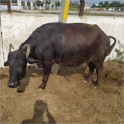 काली-भूरी शुद्ध मुर्रा नस्ल की भैंस