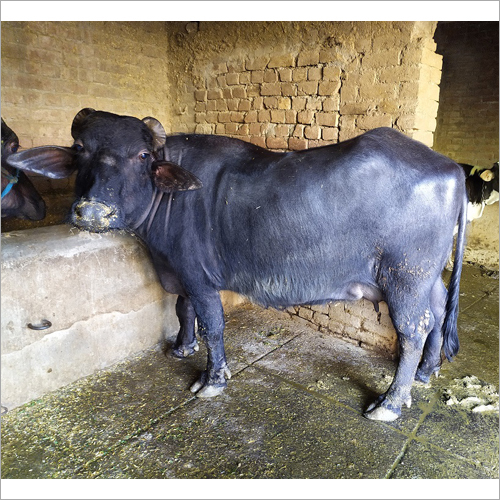 Black Original Murrah Buffalo