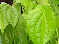 पान के पत्ते