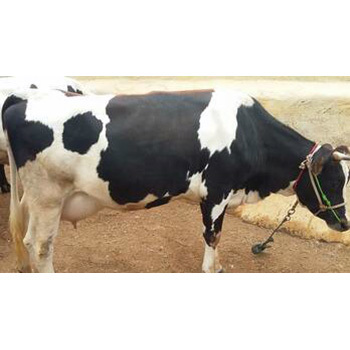 उच्च गुणवत्ता की शुद्ध एचएफ गाय