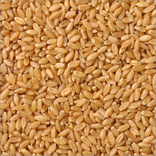Organic Sharbati Wheat - Hard White Wheat | Organic Cultivation, Food Grade, Max Moisture 13%, Shelf Life 12 Months, Hard Physical Form