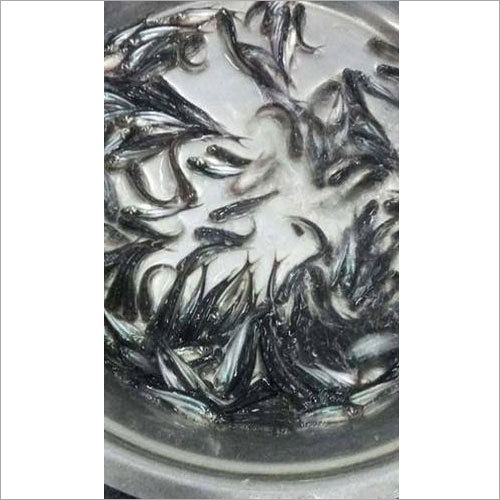 Pangasius Fish Seed - Water Temperature 22-28°C, pH Value 7.1-7.4, Packing Size 1-5Kg | Good Quality, High Protein Source, Reliable Delivery