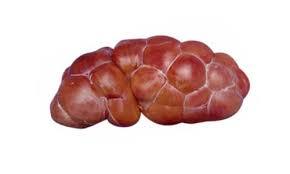 Frozen Buffalo Kidney