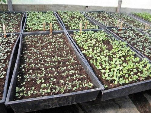 प्लास्टिक नर्सरी रोपण ट्रे