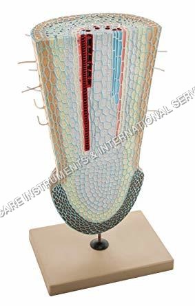 जड़ का सिरा