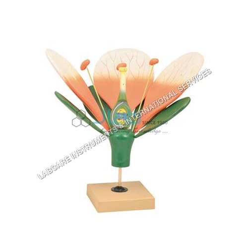 Fertilization & Angiosperms