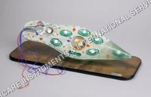 यूजलैना