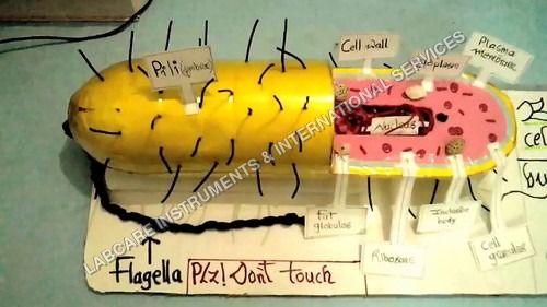 Bacteria model