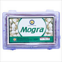 Mogra Dhoop