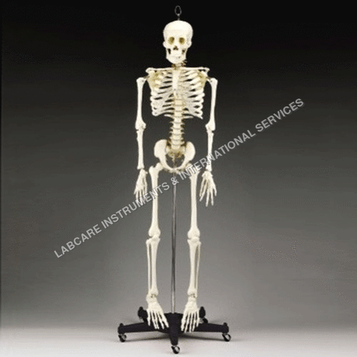 Human Skeleton Model - High-quality Anatomical Replica | Life-size Anatomy For Educational Use, Detailed Bone Structure