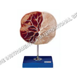 Human Placenta Model - PVC, 15x15x10 cm, Red | 1:1 Scale for Educational Purposes, 1 Year Warranty, Durable and Detailed for Medical Learning