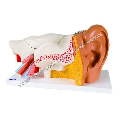 Human Ear Model - High-Quality Resin , Anatomically Accurate Design for Educational Use