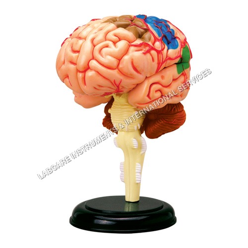 Human Brain Model - PVC, 150x120x100 mm, Pink | Ideal for Medical Training and Education, Demonstrates Major Brain Structures