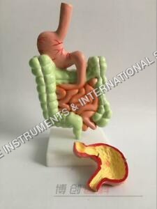 Human Digestive System Model - Durable Anatomical Representation, Ideal for Educational Purposes and Student Learning