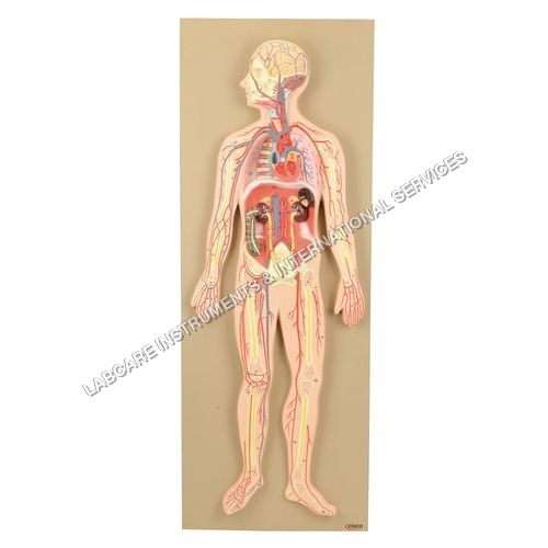 मानव रक्त परिसंचरण मॉडल