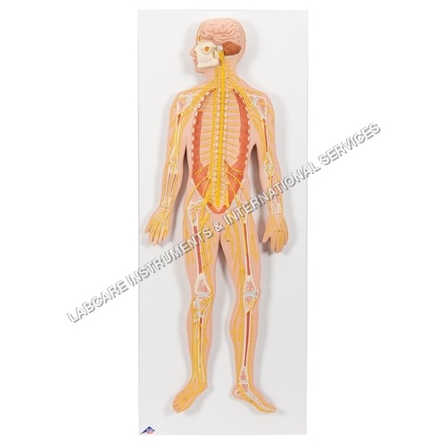 Human Nervous system model