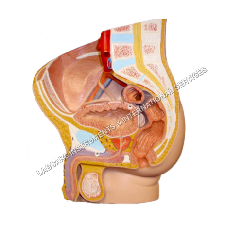 Human Reproductive Male model
