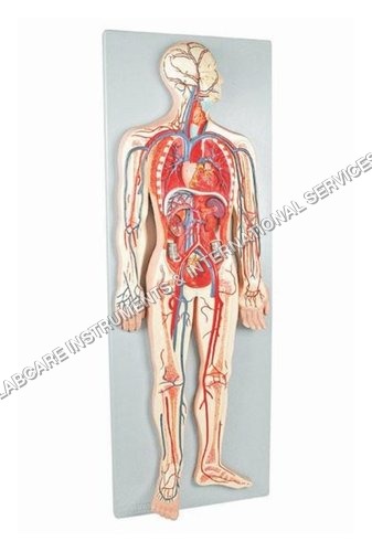 Circulatory System model