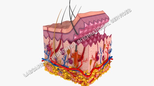 Skin Model - High Performance Synthetic Material | Enhanced Comfort, Durable Design, Lightweight Structure