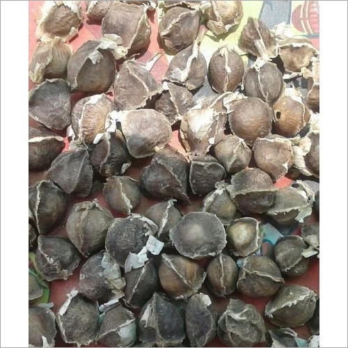 ड्रमस्टिक बीज