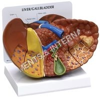 Liver model