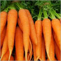 Fresh Carrot